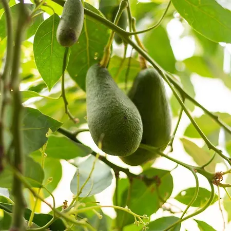 La Casa Del Aguacate, Avocado House Сasa de vacaciones *